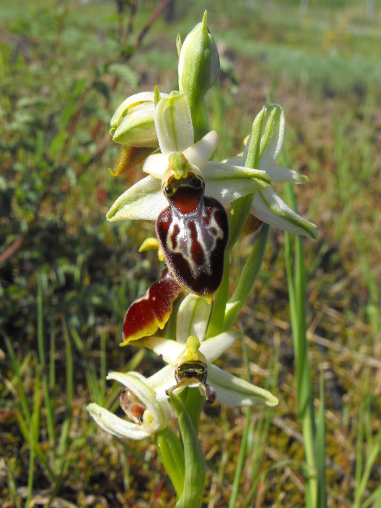 Per Orchidee lungo la piana del fiume Magra (SP)